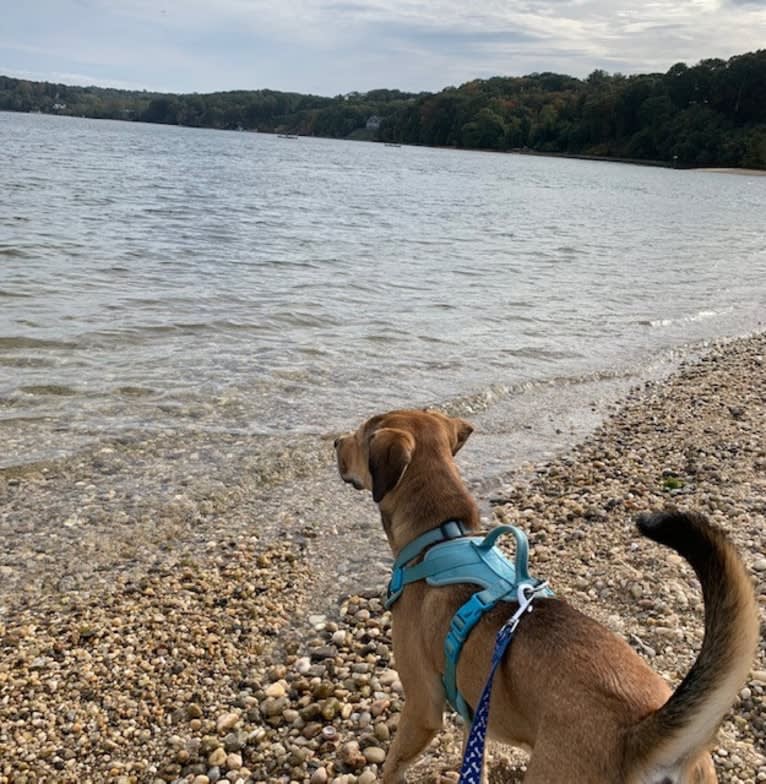 Pretzel, a Beagle and Golden Retriever mix tested with EmbarkVet.com