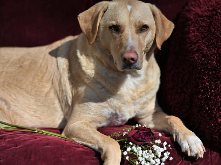 Willow, a Labrador Retriever and Treeing Walker Coonhound mix tested with EmbarkVet.com