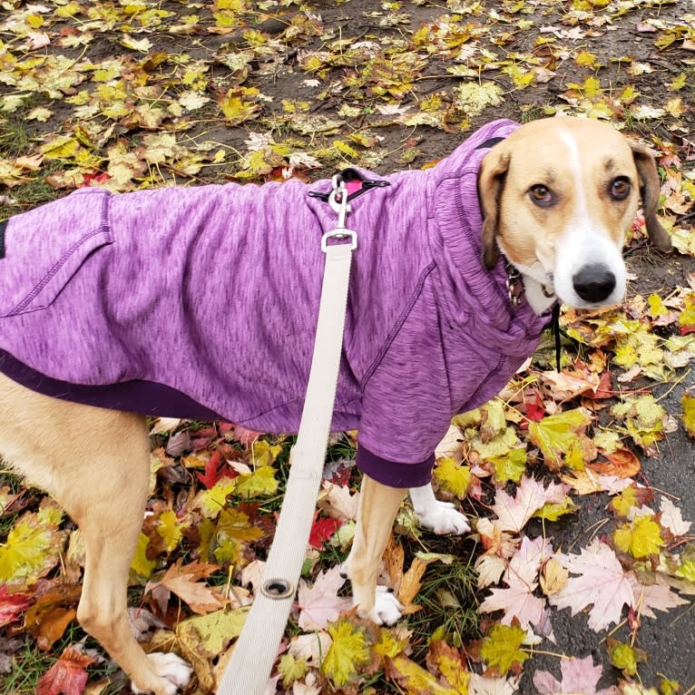 Carmela, an European Village Dog tested with EmbarkVet.com