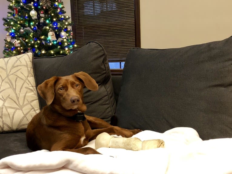 Scarlett, a Redbone Coonhound and Labrador Retriever mix tested with EmbarkVet.com