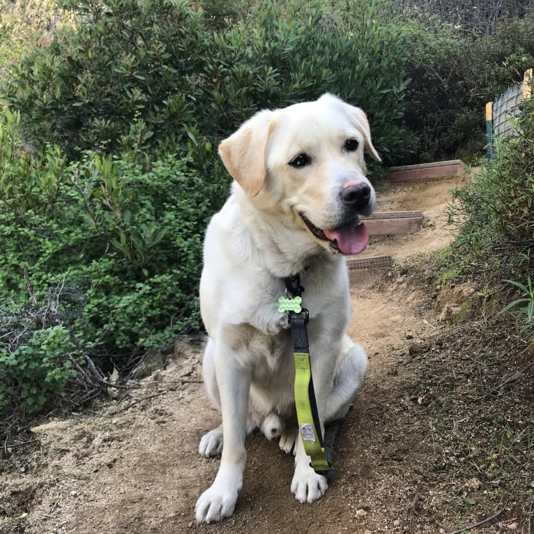 Barley, a Siberian Husky and Labrador Retriever mix tested with EmbarkVet.com