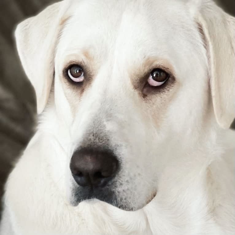 Beau, a Great Pyrenees and Golden Retriever mix tested with EmbarkVet.com