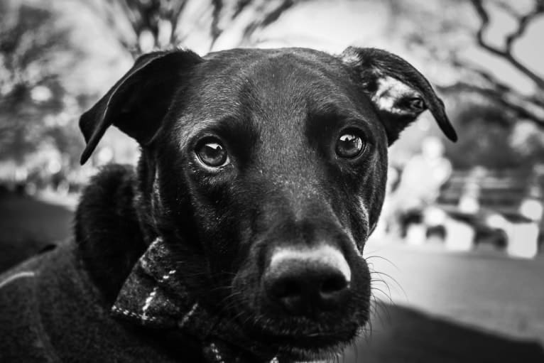Mickey, a Labrador Retriever and German Shepherd Dog mix tested with EmbarkVet.com