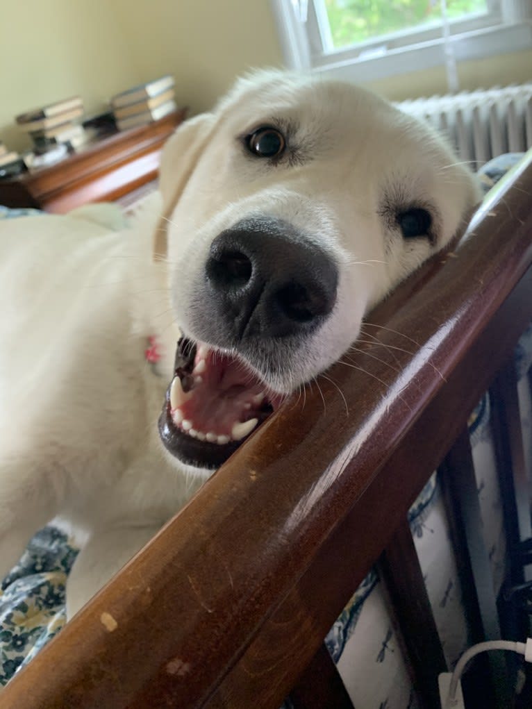 Chloe, a Great Pyrenees and Anatolian Shepherd Dog mix tested with EmbarkVet.com