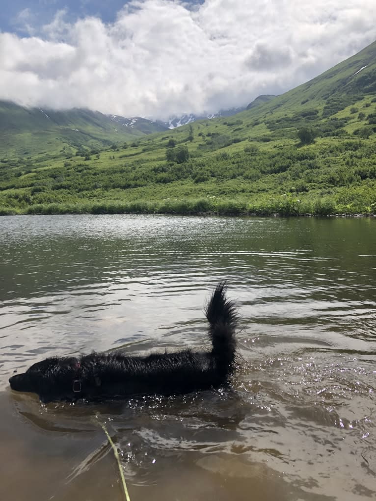 Beauregard, a Cocker Spaniel and Mountain Cur mix tested with EmbarkVet.com