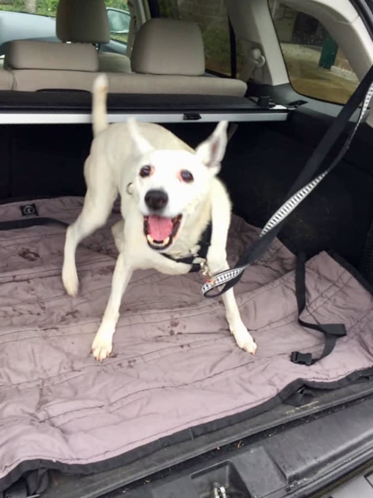 Joe, an Australian Cattle Dog and Rat Terrier mix tested with EmbarkVet.com