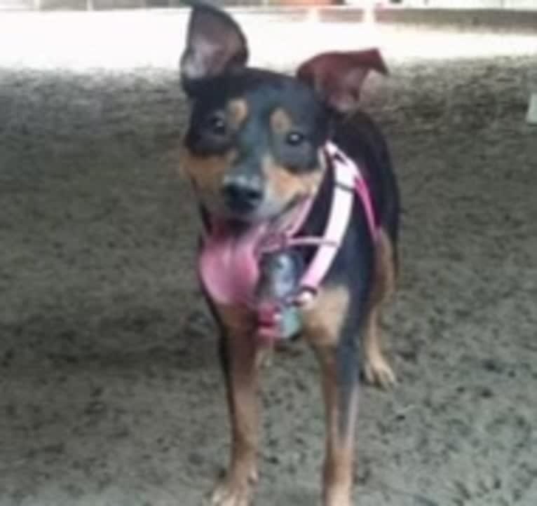 Cythera, an Australian Cattle Dog and American Pit Bull Terrier mix tested with EmbarkVet.com