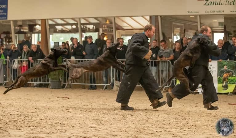 Dio, a Dutch Shepherd tested with EmbarkVet.com