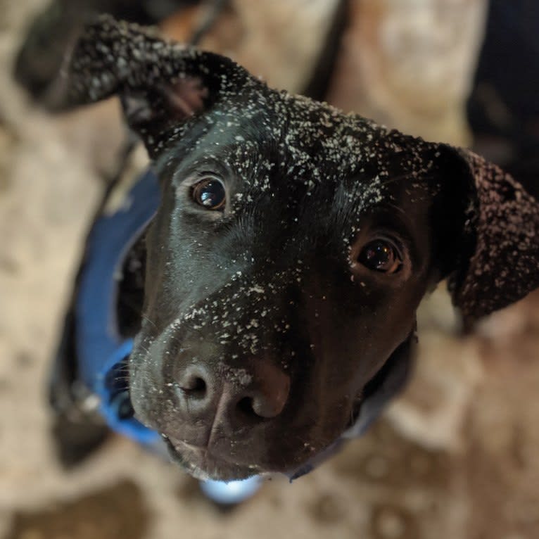 Marvin, an American Pit Bull Terrier and Siberian Husky mix tested with EmbarkVet.com