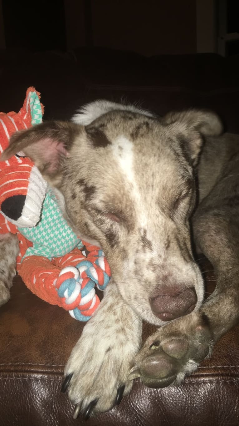 Cooper, an Australian Shepherd and Australian Cattle Dog mix tested with EmbarkVet.com