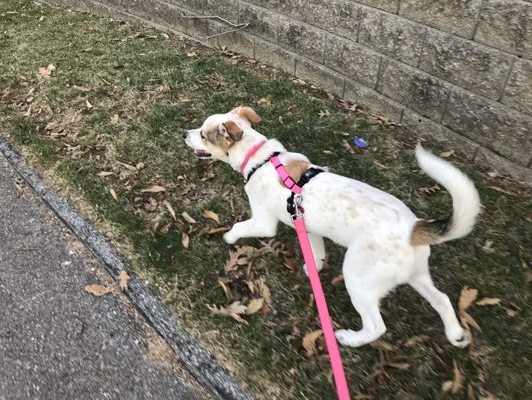 Millie, an Australian Cattle Dog and Great Pyrenees mix tested with EmbarkVet.com