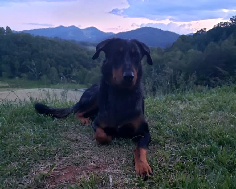 Nosferatu Argente du Mont des Croisettes, a Beauceron tested with EmbarkVet.com