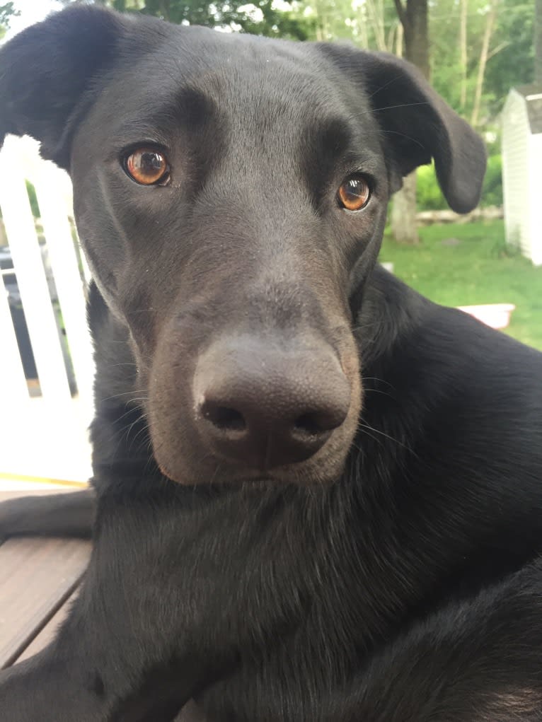 Charlie, an Australian Cattle Dog and Labrador Retriever mix tested with EmbarkVet.com