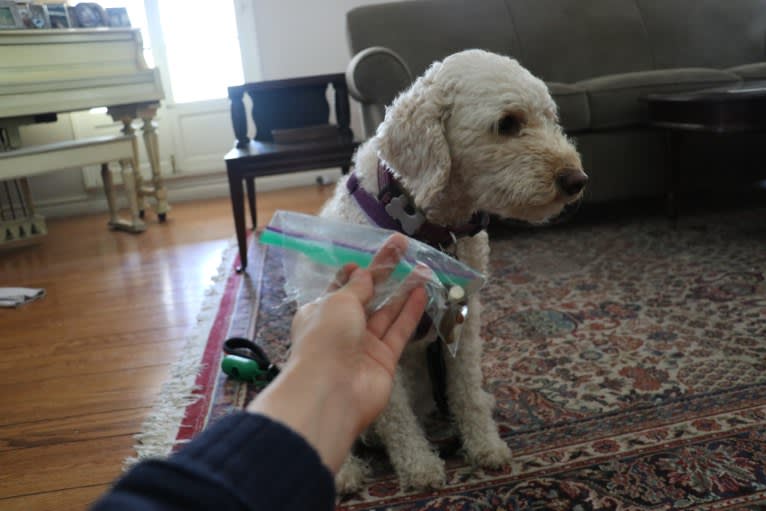 Ginger, a Goldendoodle tested with EmbarkVet.com