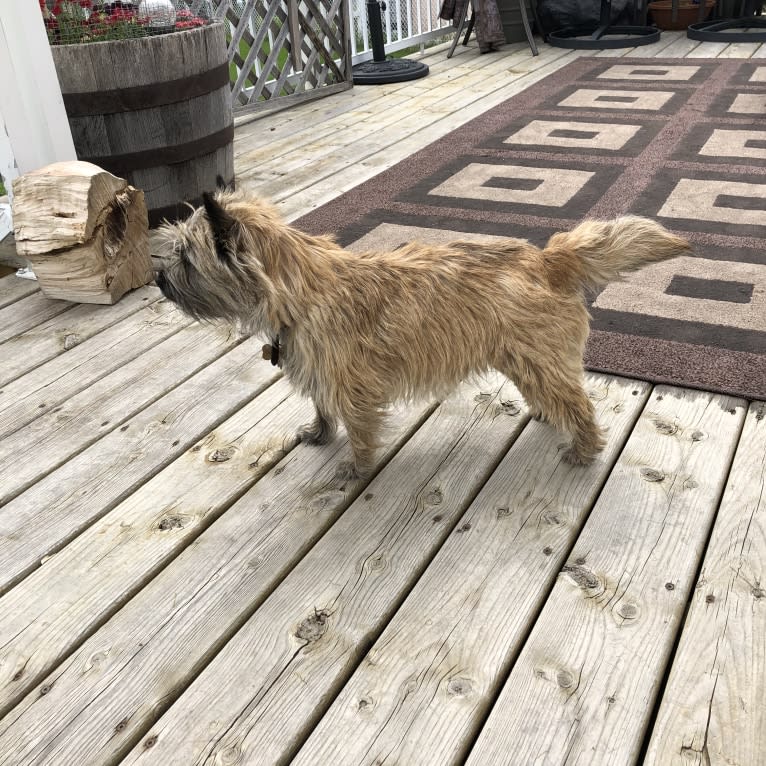 Princess Gracie Mae of Cairn Terrier Creek, a Cairn Terrier tested with EmbarkVet.com