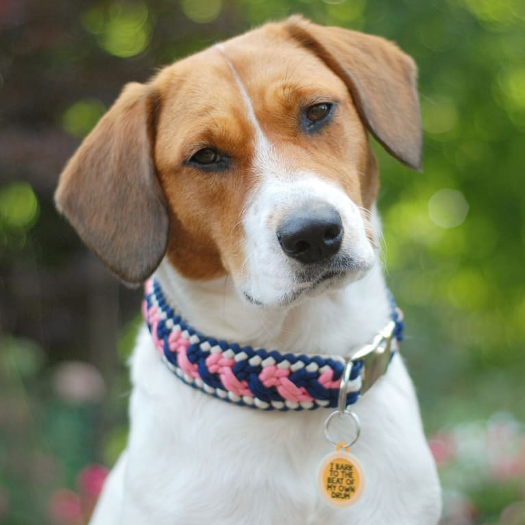 Emily, an Australian Cattle Dog and Beagle mix tested with EmbarkVet.com