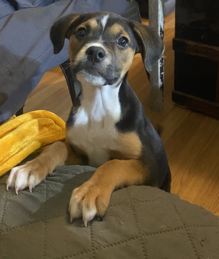Duke Ferguson, an American Pit Bull Terrier and Australian Cattle Dog mix tested with EmbarkVet.com