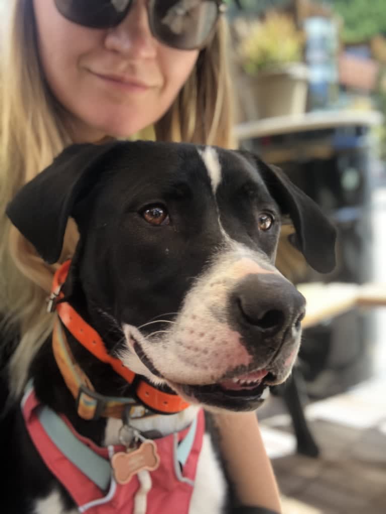 Dutch, an American Pit Bull Terrier and Australian Shepherd mix tested with EmbarkVet.com