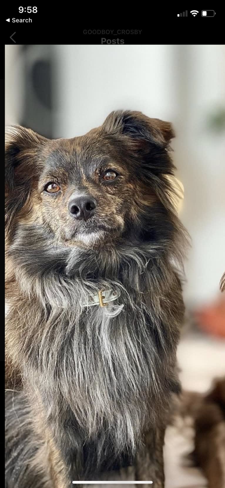 Crosby, a Pomeranian and Chihuahua mix tested with EmbarkVet.com