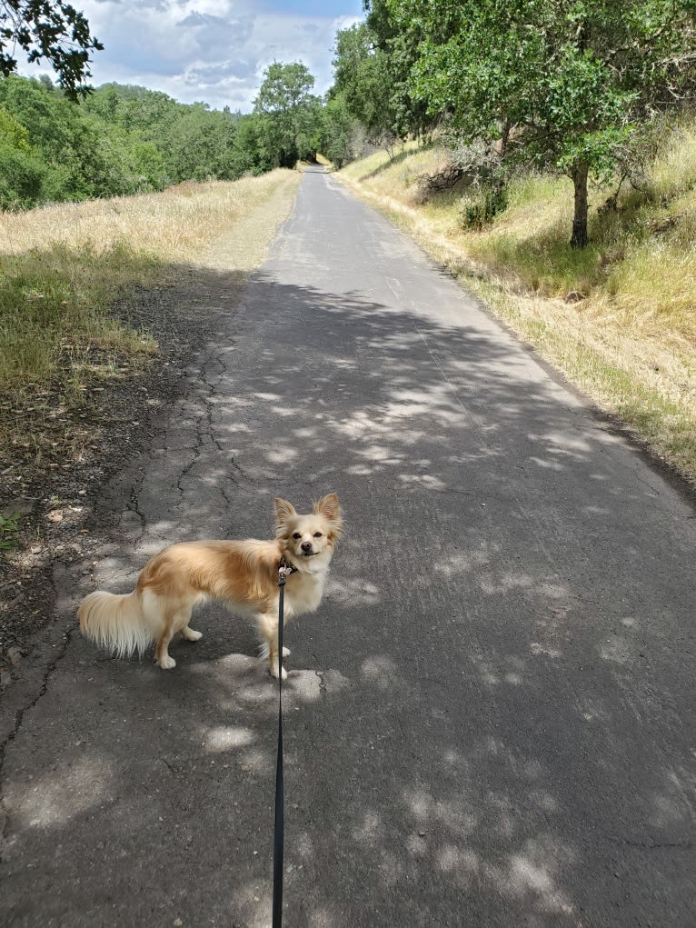 Hopper, a Chihuahua and Maltese mix tested with EmbarkVet.com