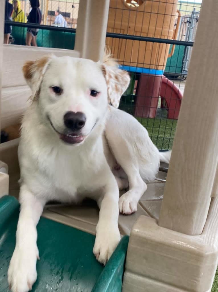 Thor, an American Pit Bull Terrier and Australian Shepherd mix tested with EmbarkVet.com