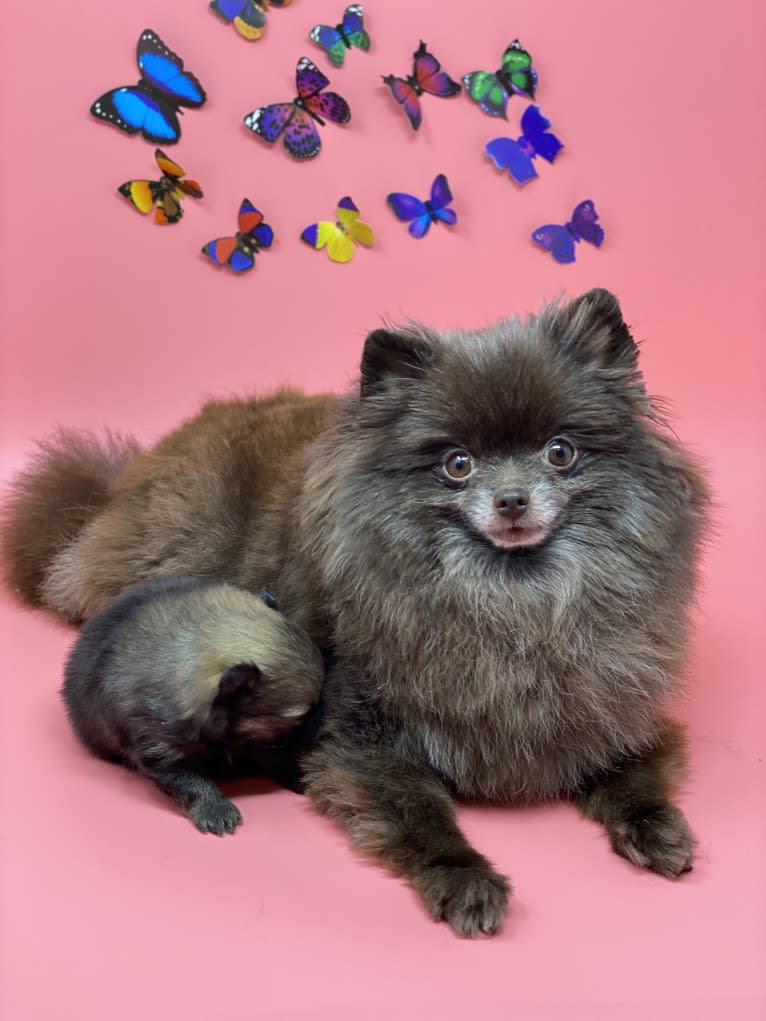 Egypt, a Pomeranian tested with EmbarkVet.com