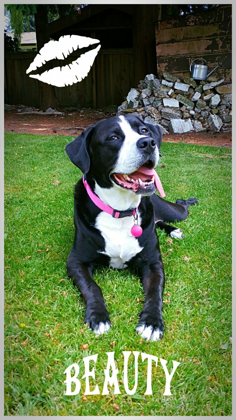 Kona, an American Bully and Bernese Mountain Dog mix tested with EmbarkVet.com