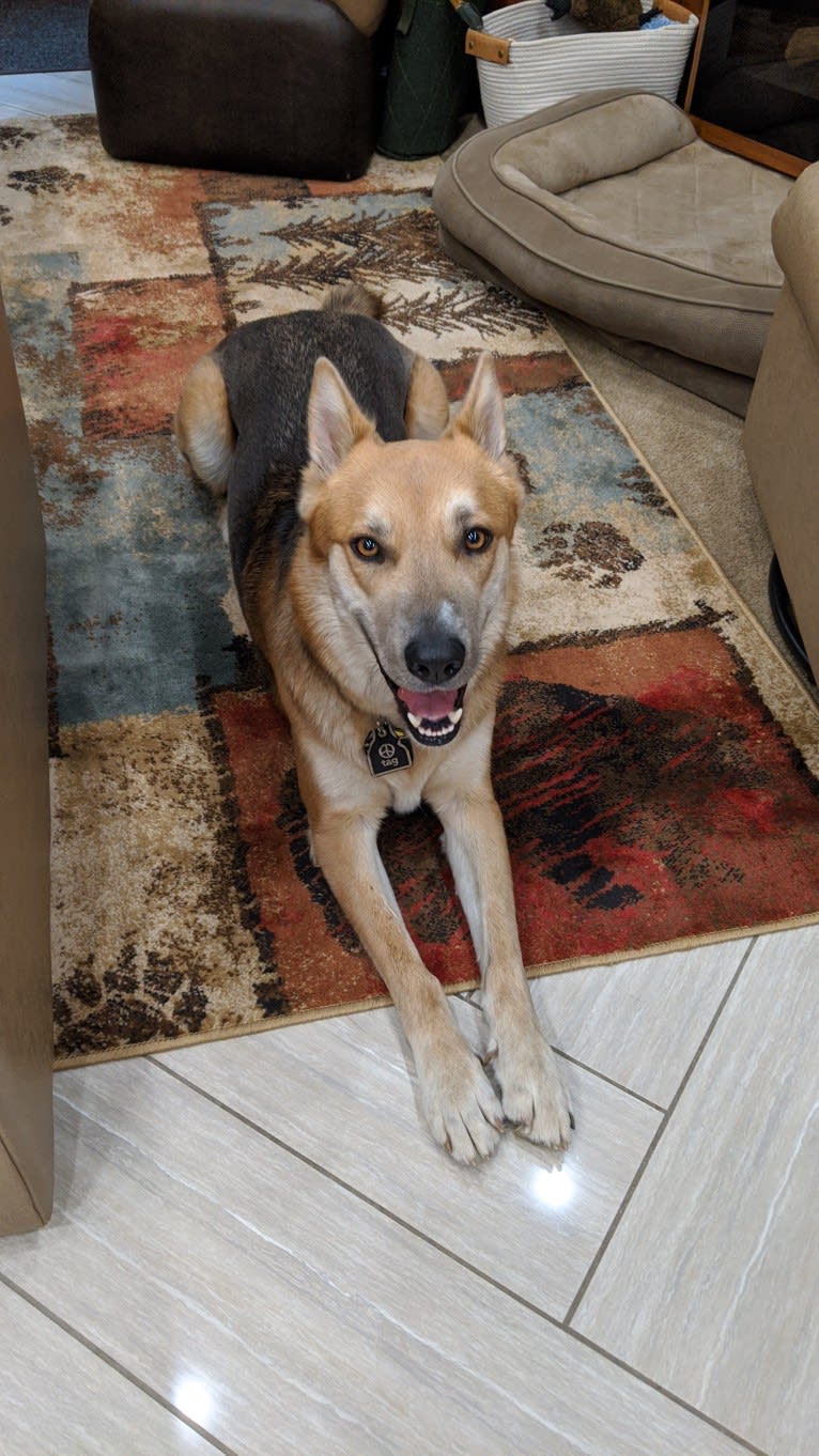 Loki, a German Shepherd Dog and Siberian Husky mix tested with EmbarkVet.com