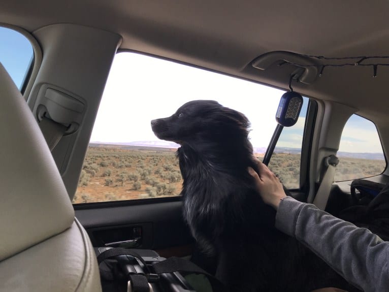 Rosco, an Australian Cattle Dog and Australian Shepherd mix tested with EmbarkVet.com