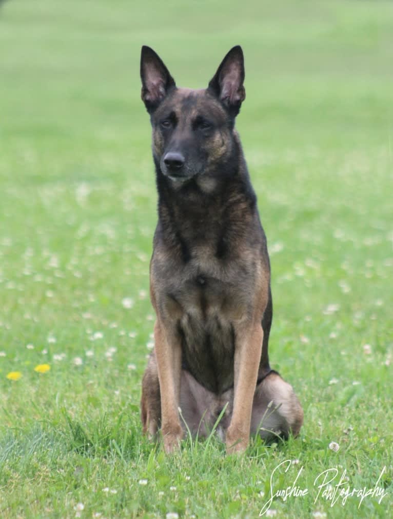 Magnum, a Belgian Shepherd tested with EmbarkVet.com