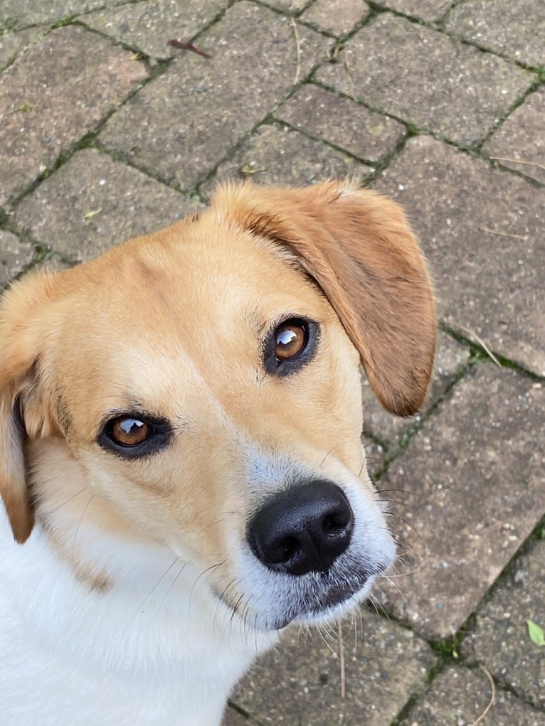 Charlee, a Beagle and American Pit Bull Terrier mix tested with EmbarkVet.com