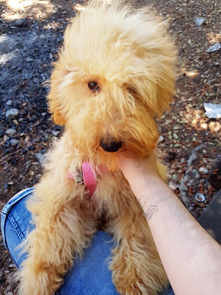 Batata, a Poodle (Small) tested with EmbarkVet.com