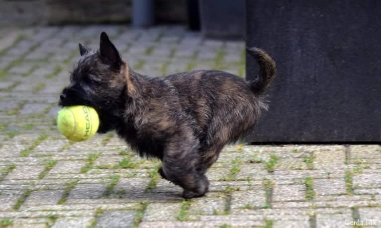 Gaia, a Cairn Terrier tested with EmbarkVet.com