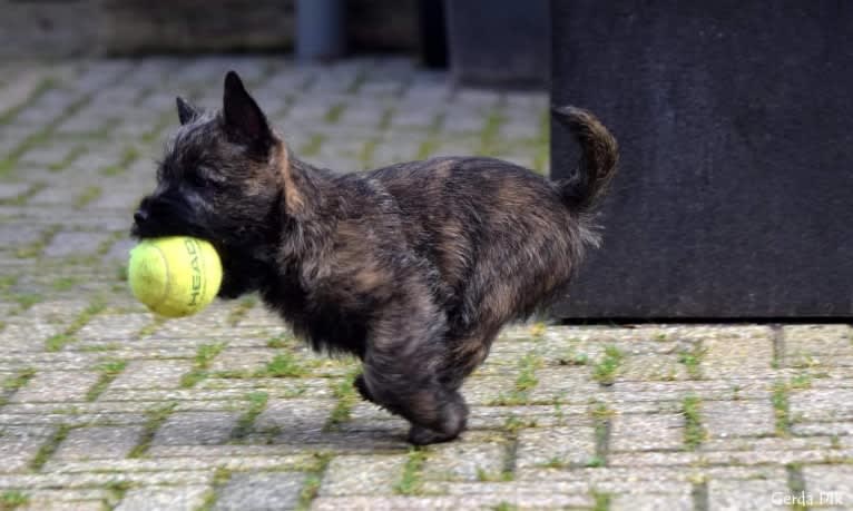 Gaia, a Cairn Terrier tested with EmbarkVet.com