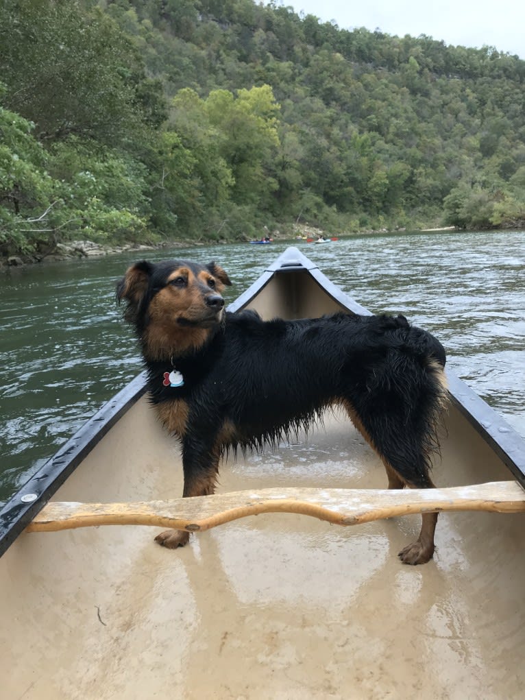 Hazel, a Chow Chow and Cocker Spaniel mix tested with EmbarkVet.com