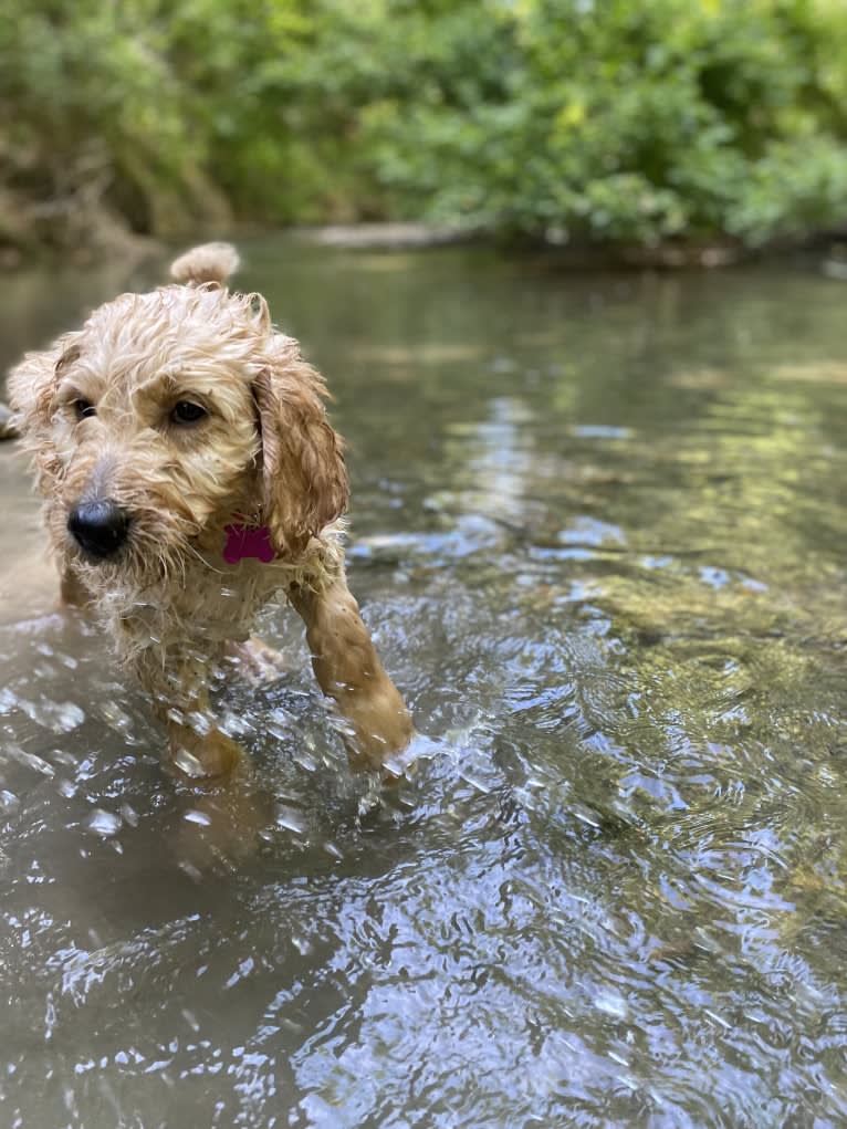 Blossom, a Poodle (Standard) and Golden Retriever mix tested with EmbarkVet.com