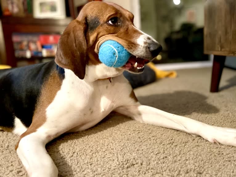 Roxy, a Treeing Walker Coonhound tested with EmbarkVet.com