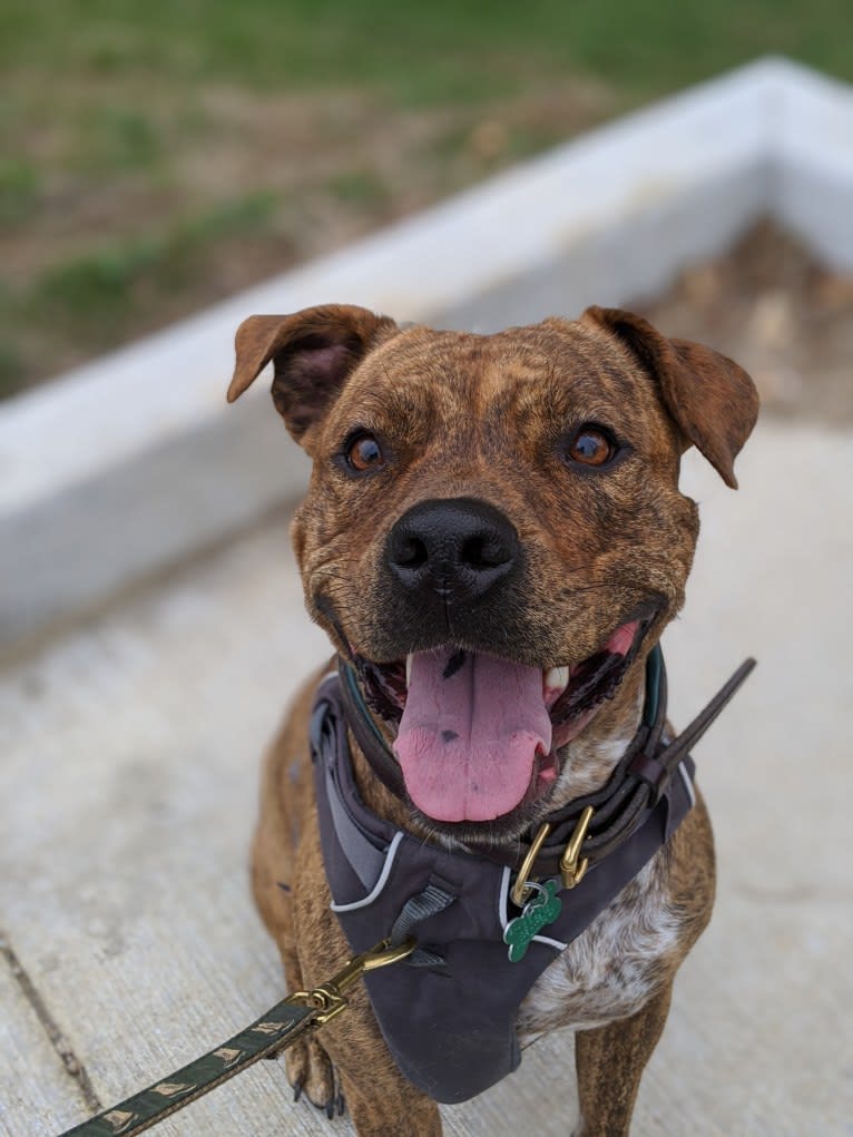 Winona, an American Pit Bull Terrier and Rottweiler mix tested with EmbarkVet.com