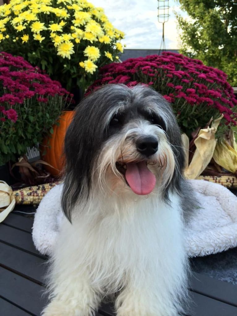 Phoenix, a Coton de Tulear tested with EmbarkVet.com