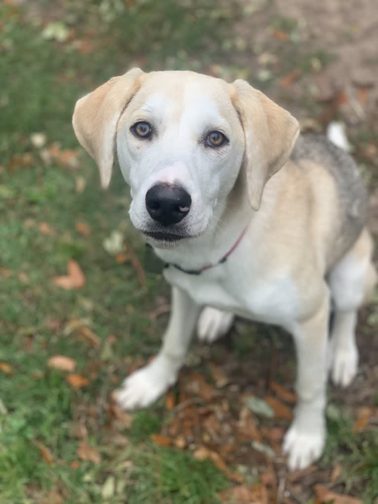 Lacie, a Basset Hound and Siberian Husky mix tested with EmbarkVet.com