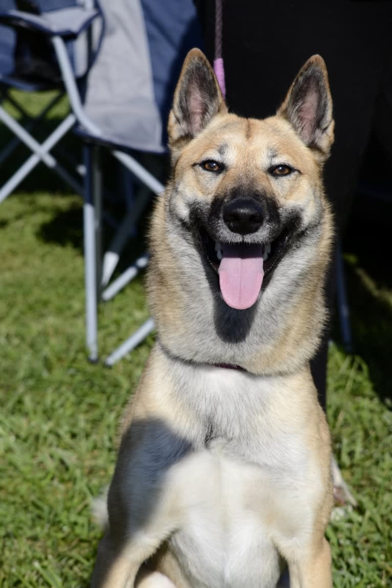 Raven, a West Siberian Laika tested with EmbarkVet.com