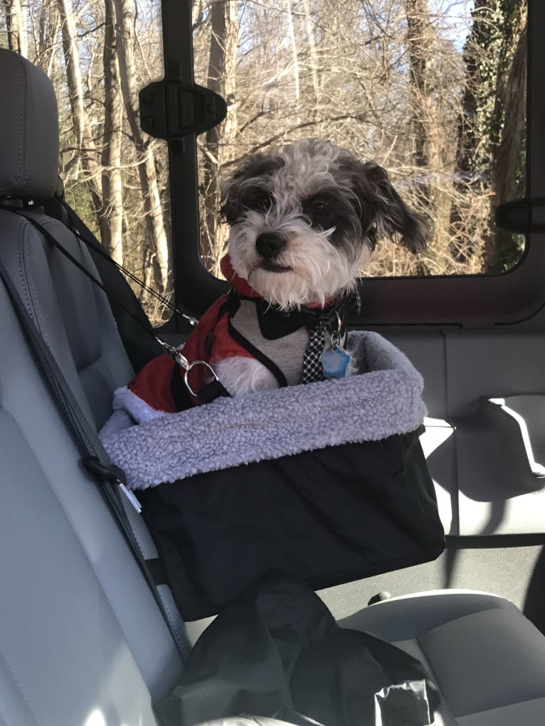 Max, a Shih Tzu and Poodle (Small) mix tested with EmbarkVet.com