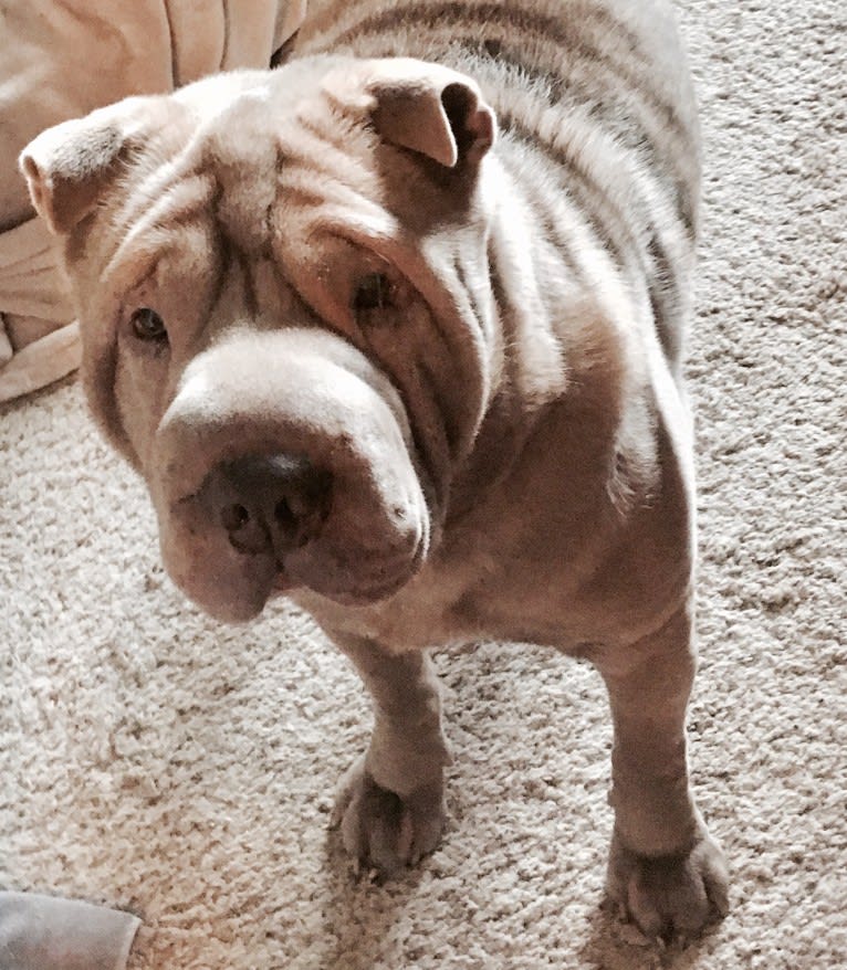 Bubba, a Chinese Shar-Pei tested with EmbarkVet.com