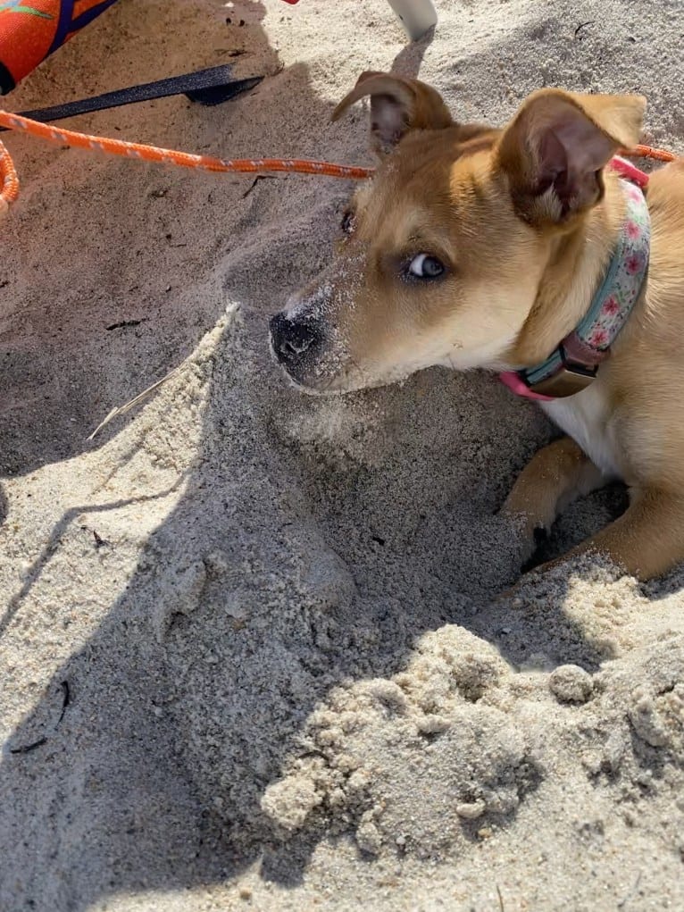 Poppy, an Australian Cattle Dog and American Pit Bull Terrier mix tested with EmbarkVet.com