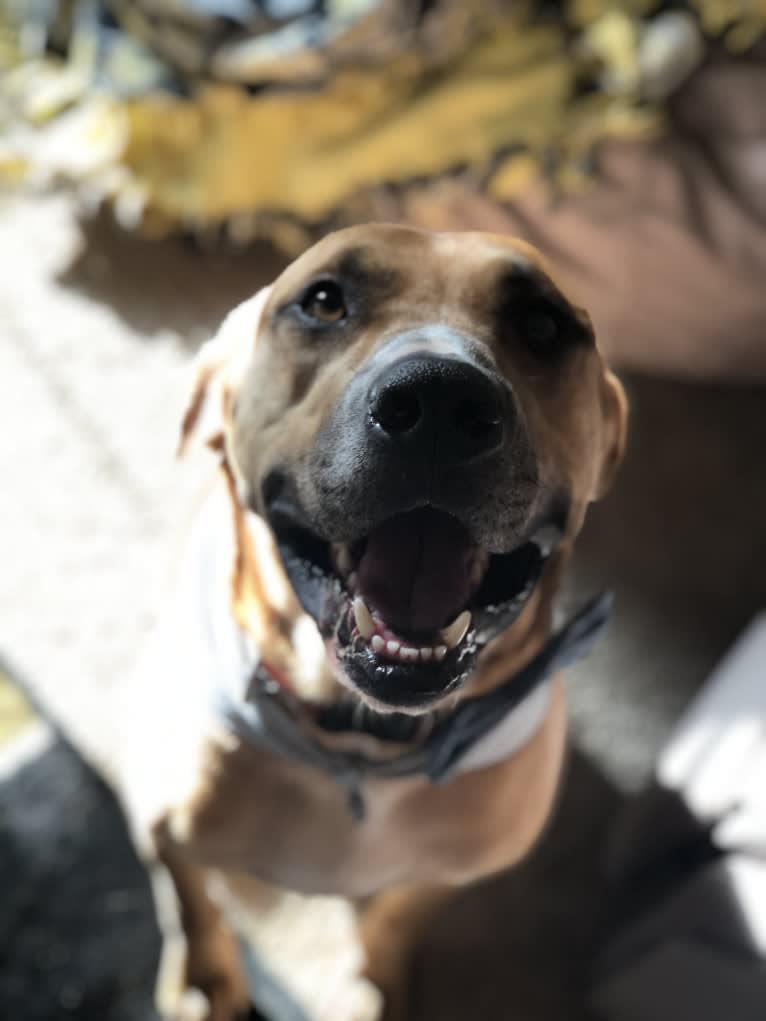 Johnny, a Treeing Walker Coonhound and American Pit Bull Terrier mix tested with EmbarkVet.com