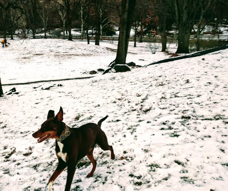 Wally, a Doberman Pinscher and Siberian Husky mix tested with EmbarkVet.com