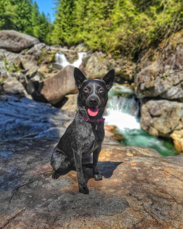 Juniper, an Australian Cattle Dog tested with EmbarkVet.com