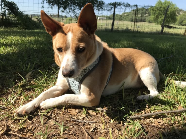 Nancy, a Chihuahua and Great Pyrenees mix tested with EmbarkVet.com