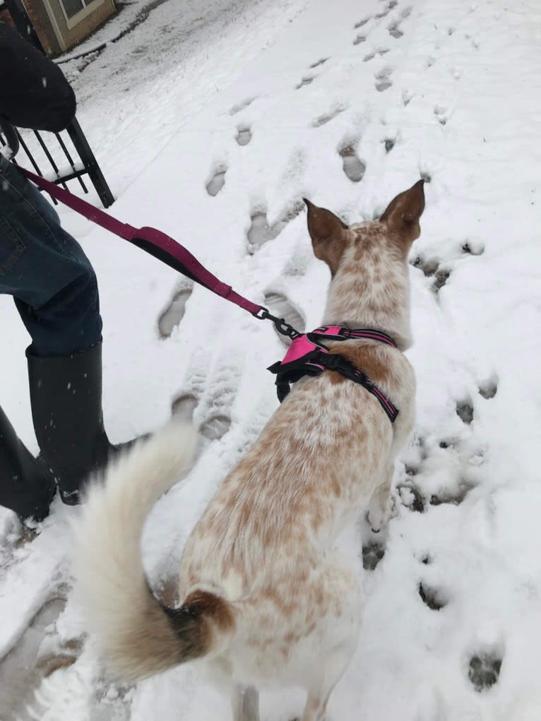 Millie, an Australian Cattle Dog and Great Pyrenees mix tested with EmbarkVet.com