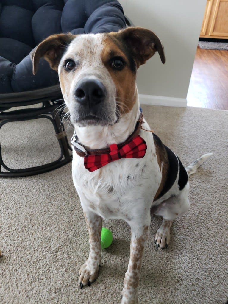 Tchoupitoulas (Chop), a Beagle and German Shepherd Dog mix tested with EmbarkVet.com